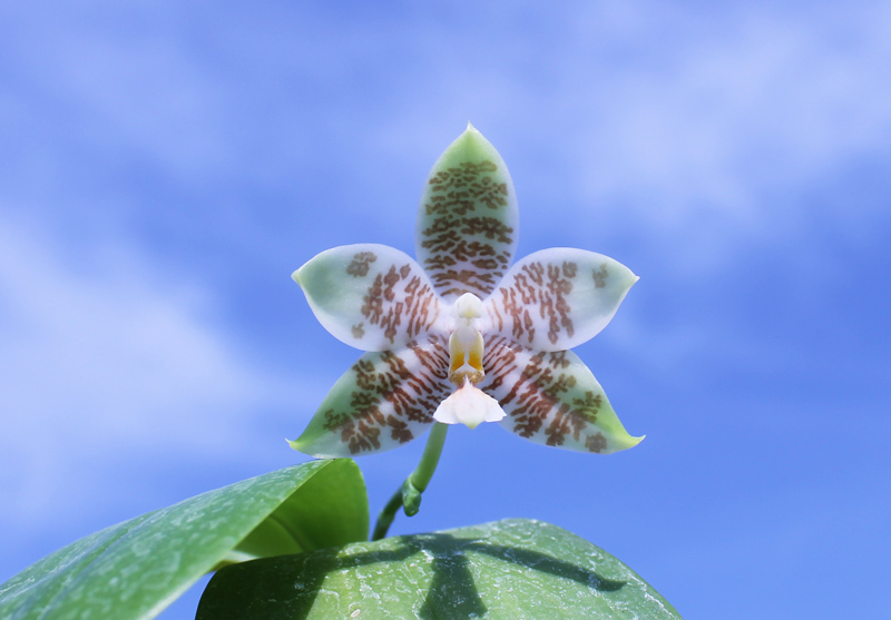 Phalaenopsis Chienlung Mosaics (Yaphon Sir x hieroglyphica).jpg