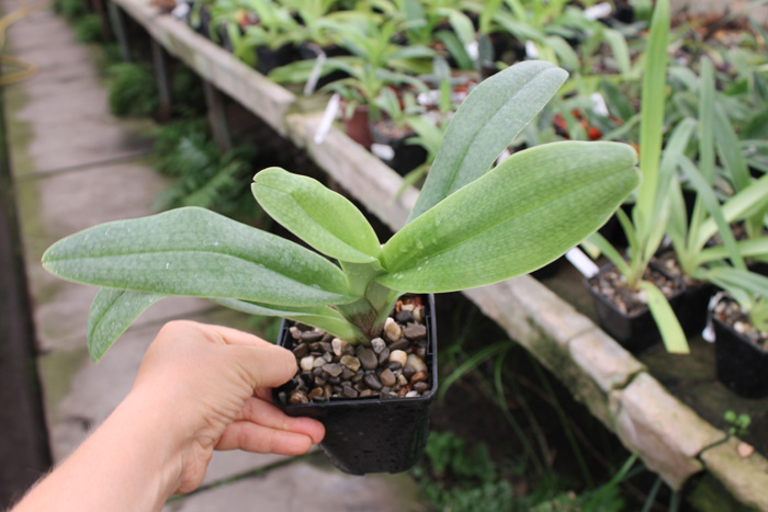 Paphiopedilum wenshanense x Lippewunder.jpg