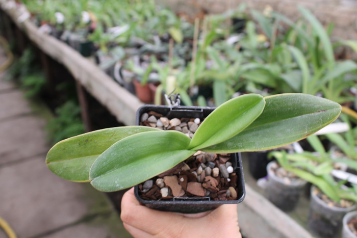 Paphiopedilum Angel Hair 'In-Charm' x Paphiopedilum Jerry Spence 'Mei-Chen'.jpg