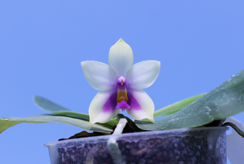 Phalaenopsis bellina 'blue'.jpg
