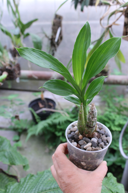 Catasetum pileatum hybrid.jpg