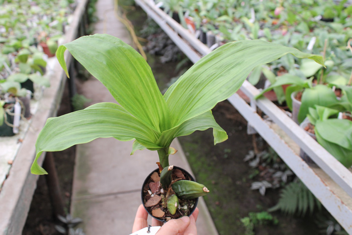 Lycaste Primadonna x Yoko's Sister.jpg