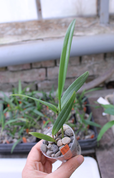 Laelia harpophylla.jpg