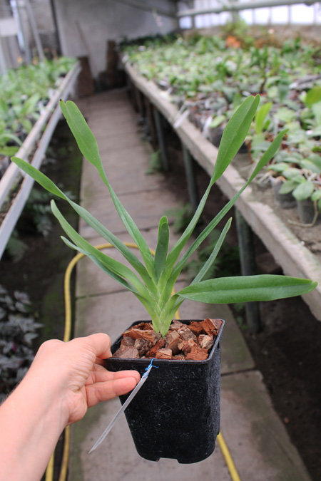 Angraecum bosseri.jpg