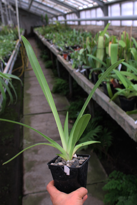 Paphiopedilum rothschildianum.jpg