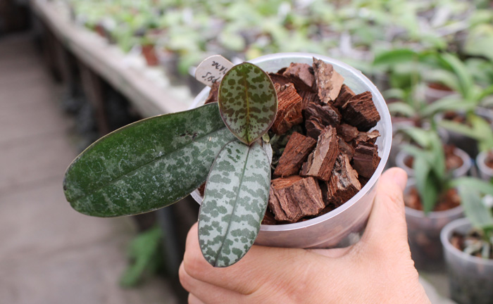 Phalaenopsis schilleriana.jpg