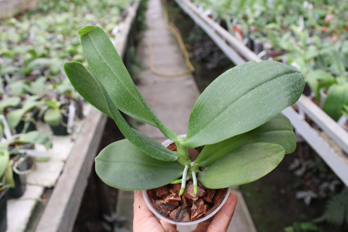 Phalaenopsis Ho's Green Marble '#1' x Chang Maw Evergreen 'U-Bix'.jpg