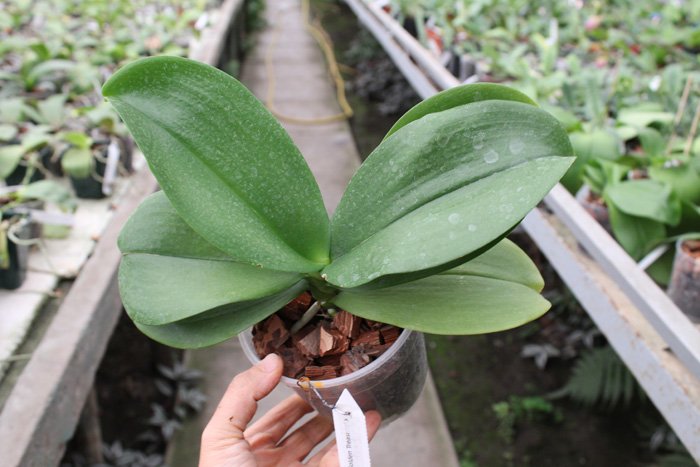 Phalaenopsis Baldan's Kaleidoscope 'Golden Treasure' x Yaphon Goldnight '#3'.jpg