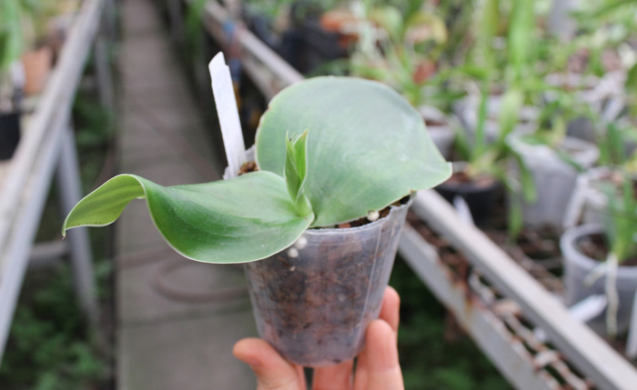 Habenaria sagarikii.jpg