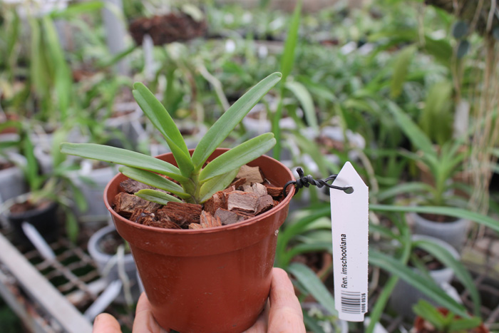 Renanthera imschootiana.jpg