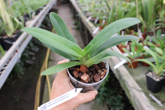 Paphiopedilum rothschildianum x (emersonii x hangianum).jpg