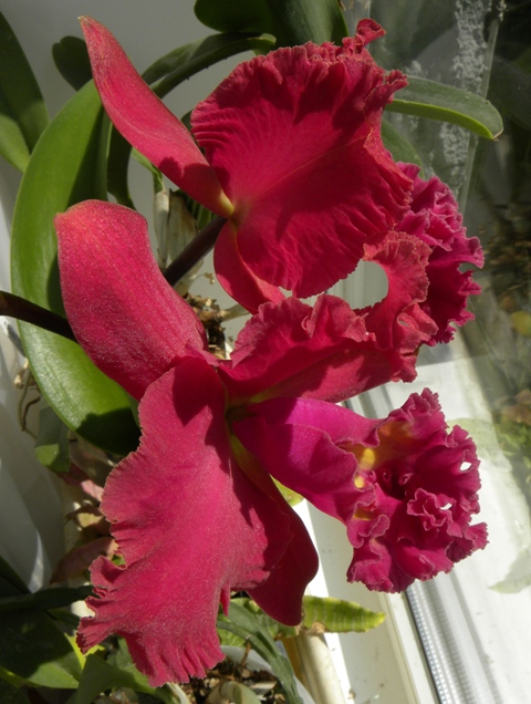 DSCN9368 – копія.JPG