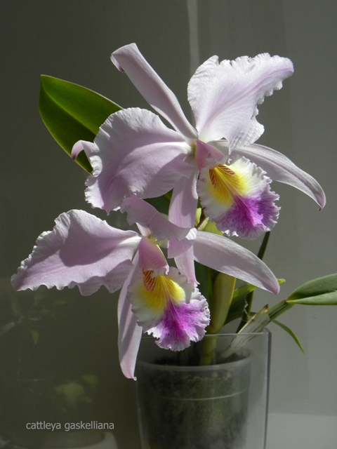 DSCN9961 – копія.JPG