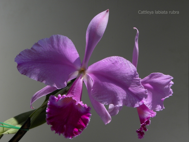 DSCN8812 – копія.JPG