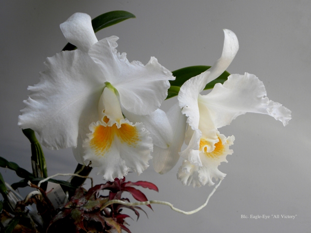 DSCN9399 – копія – копія.JPG