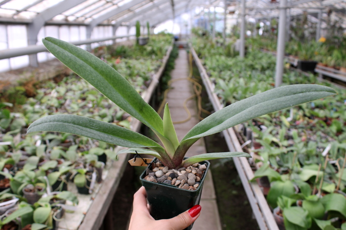 Paphiopedilum wenshanense x Lippewunder.JPG