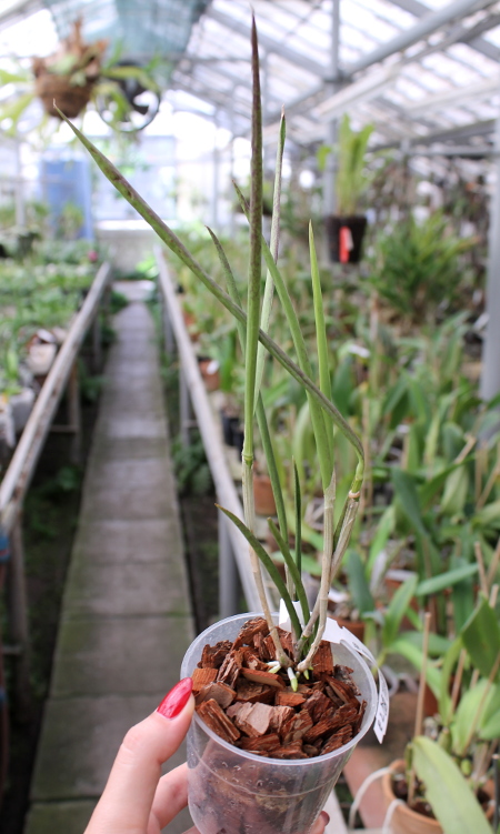 Cattleya forbesii x Brassavola tuberculata.JPG