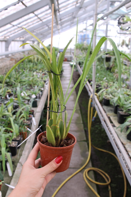 Cuitlauzina pulchella.JPG