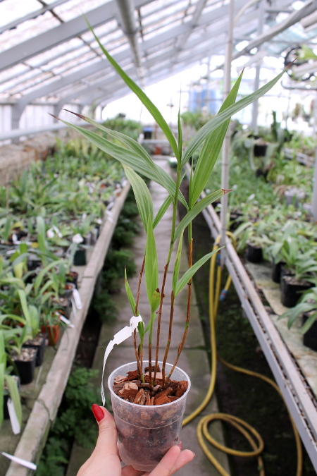 Sobralia liliastrum.JPG