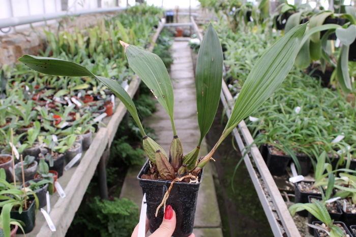 Bifrenaria tyrianthina trilabelo x Bifrenaria tyrianthina escura-flamea (SC).JPG