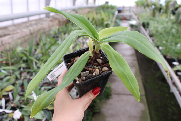 Phragmipedium besseae.JPG