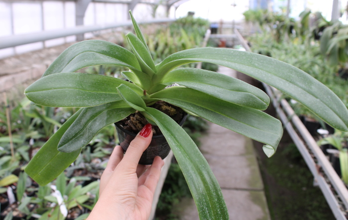Paphiopedilum Sorcerer's Stone.JPG
