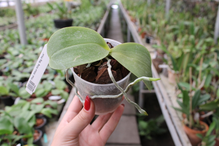 Phalaenopsis Mituo King 'Big Pink'.JPG