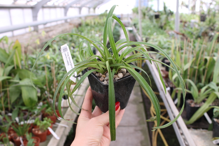 Phragmipedium Memoria Garren Weaver (pearcei x wallisii).JPG