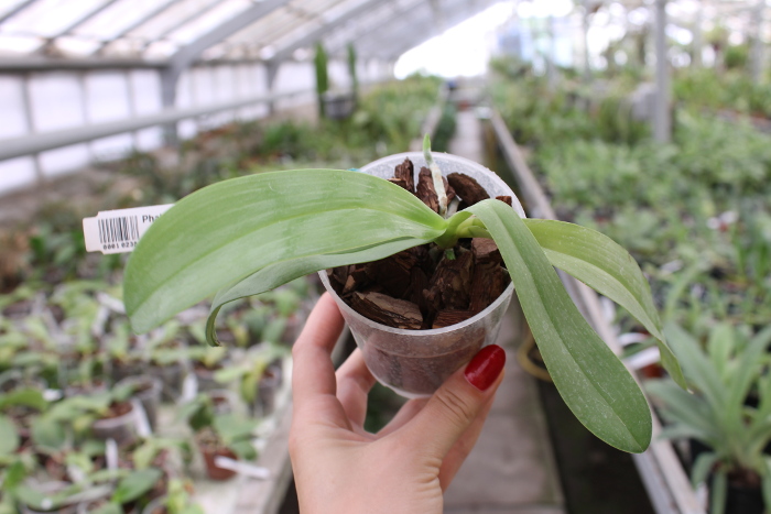 Phalaenopsis bastianii.JPG