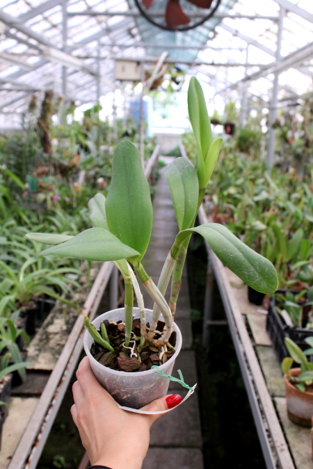 Brassocattleya Angel Lace 'Perfection' (Cattleya Little Angel x Brassavola digbyana).JPG