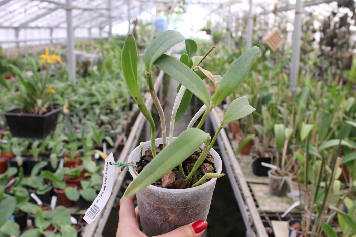 Sophrocattleya June Bug 'Venice Sunshine'.JPG