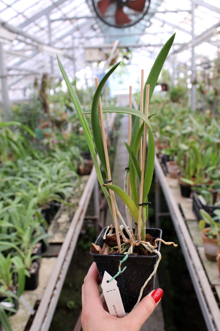 Brassocattleya Binosa 'Kirk'.JPG