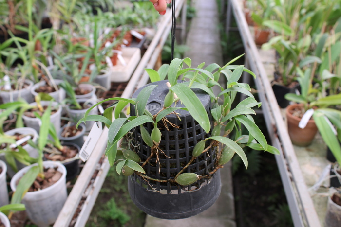 Coelogyne lindleyana.JPG