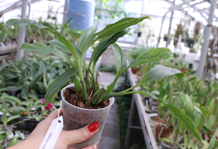 Pholidota chinensis.JPG