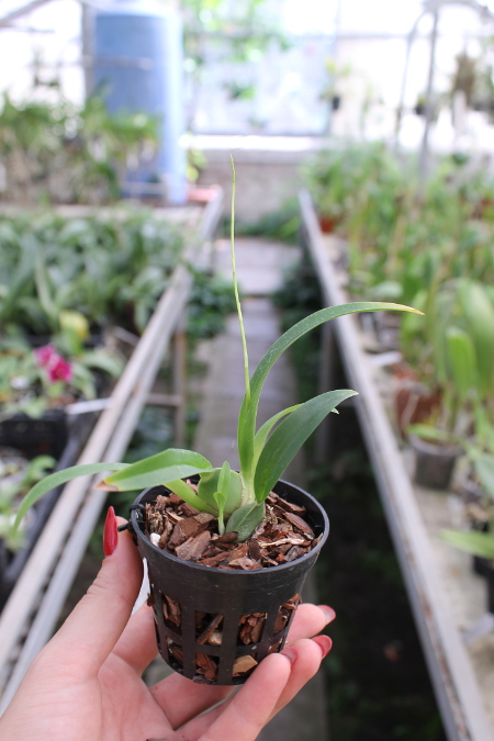 Oncidium cheirophorum.JPG