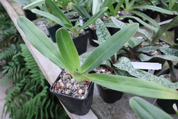 Paphiopedilum Xia Ya Swallow x sanderianum.jpg