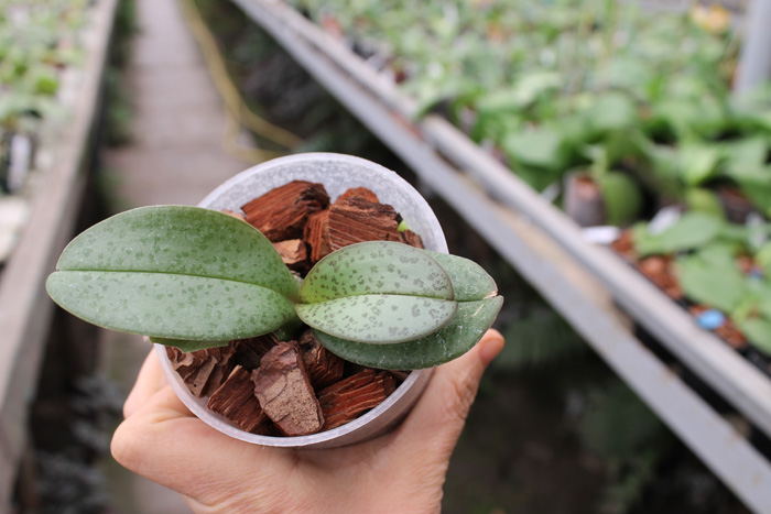 Phalaenopsis Sogo Fairyhood 'OK-82' x Leucorrhoda.jpg