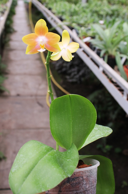 Phalaenopsis Lioulin Moon x bellina blue.jpg