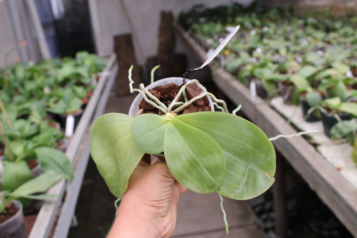 Phalaenopsis Yaphon Skype x (violacea alba x speciosa 'C -1').jpg