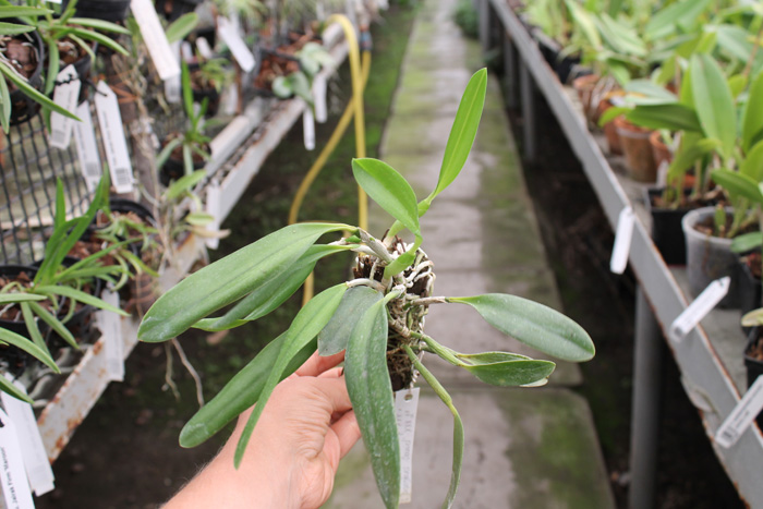Laelia praestans 'Black Lip' XXX x Laelia praestans 'Daniel' XXX.jpg
