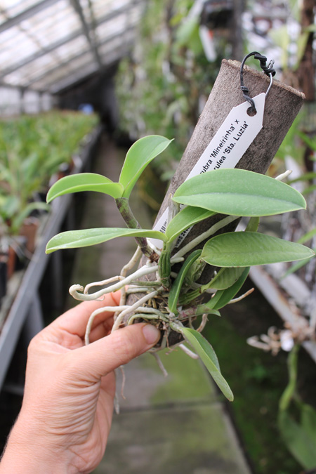 Cattleya walkeriana rubra 'Mineirinha' x Cattleya walkeriana caerulea 'Sta Luzia.jpg