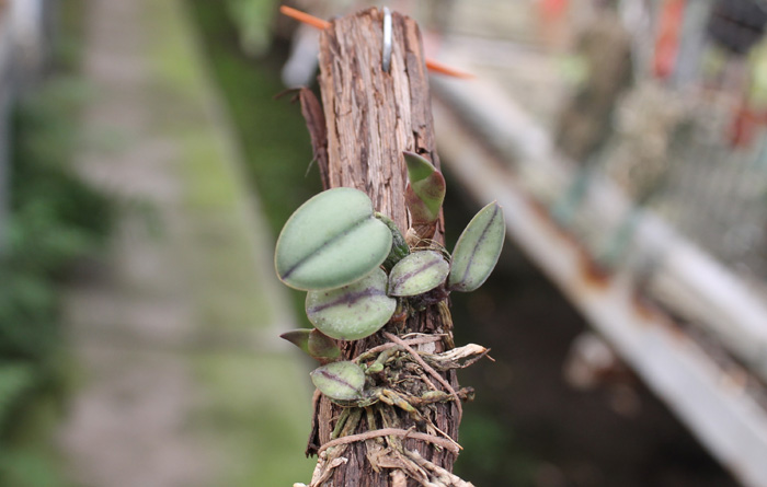 Sophronitis cernua.jpg