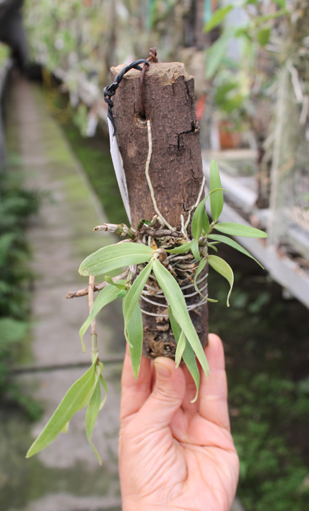 Dendrobium christyanum.jpg