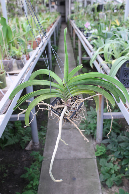 Rhynchostylis coelestis pink.jpg