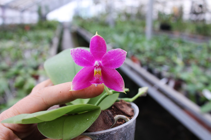 Phalaenopsis Ld Bellina Eagle x Prima.jpg