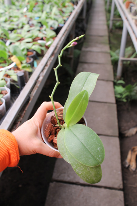Phalaenopsis Purple Martin '4N' x violacea indigo.jpg