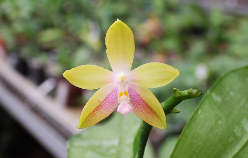 Phalaenopsis tetraspis 'C#1' x Dragon Tree Eagle.jpg