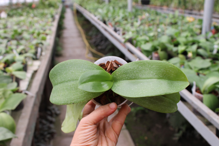 Phalaenopsis Haur Jin Fancy x Candle Glow.jpg