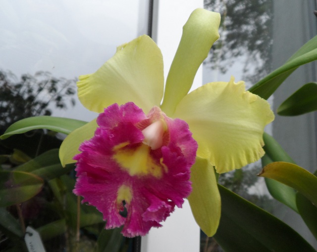 Brassolaeliocattleya Young Kong 'Sun No16'.