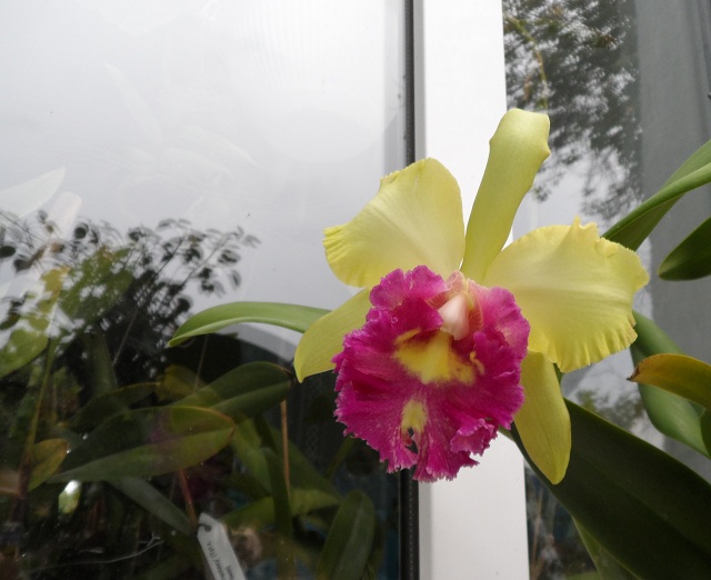 Brassolaeliocattleya Young Kong 'Sun No16'.